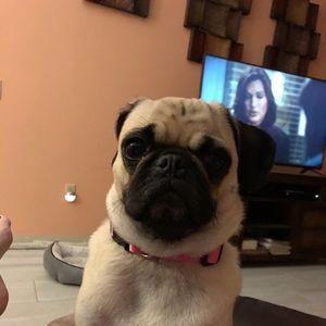 Meet your Posher, Patti